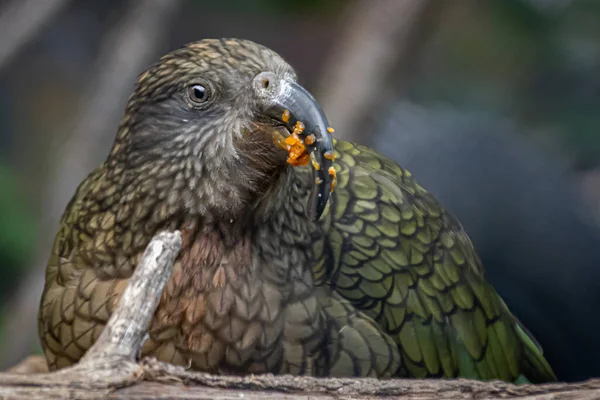 Close Van Een Groene Kea Papegaai — Stockfoto