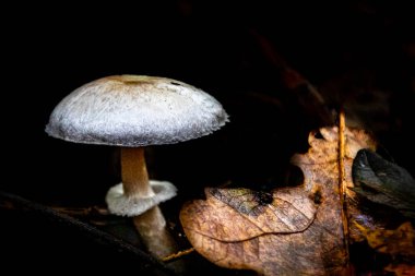 Bir meşe palamudu yaprağının yanında bir orman mantarı