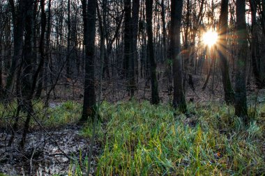 Güneş ışınları ağaçların arasından bataklığa doğru parlıyor.