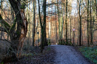 Ormanda düz bir tahta köprü.