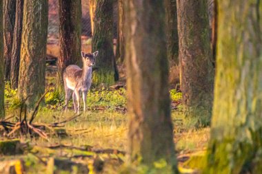 Ormanda duran bir dişi geyik.