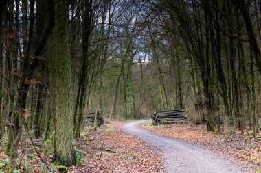 Kır yolu boyunca istiflenmiş kereste