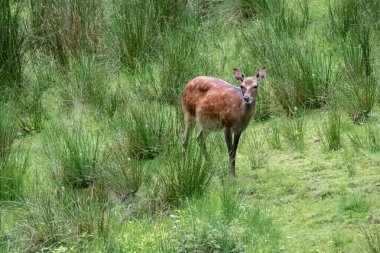 Tarlada nadasa düşen bir geyik