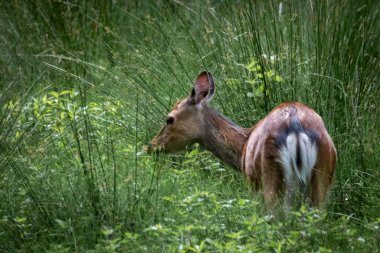 bir alageyik closeup