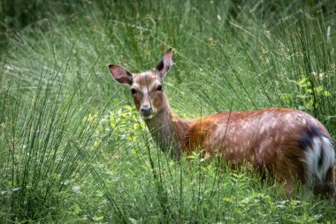 alageyik yakın çekim