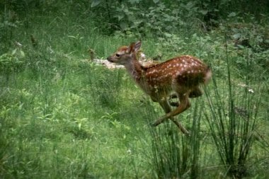 Tarlada koşan bir geyik yavrusu