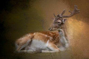 Yatan geyik portresi 