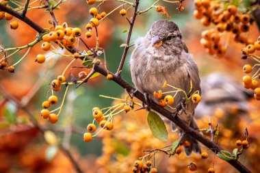 Meyve dolu bir ağaçtaki serçeye yaklaş.