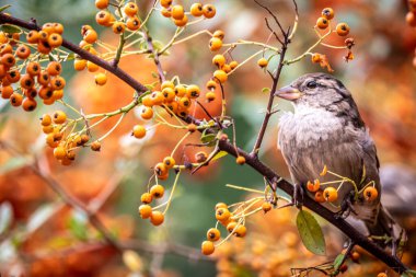 Meyve dolu bir ağaçtaki serçeye yaklaş.