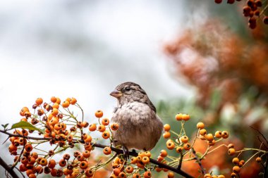 Meyve dolu bir ağaçtaki serçeye yaklaş.