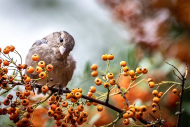 Meyve dolu bir ağaçtaki serçeye yaklaş.