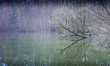 Suda yatan yosun kaplı bir ağaç.