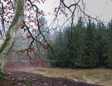 Tepesinde kırmızı yapraklar olan yaşlı bir ağaç.