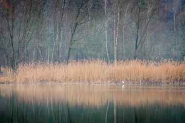 Sazlık ile kaplı göl kenarındaki kuşlar