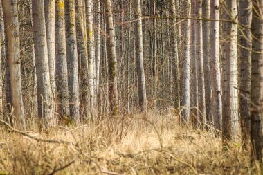 Ormanda büyüyen ağaçlar