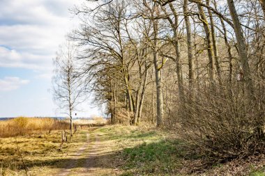 Bir tarafında çit olan ormandan geçen toprak bir yol.