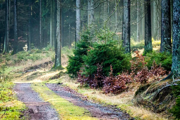 Uma Estrada Rural Através Uma Floresta Alemã — Fotografia de Stock