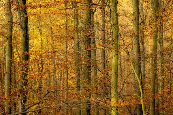 Немецкий Лес Опавшими Цветными Листьями — стоковое фото