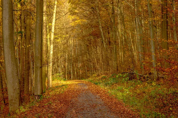 Una Strada Campagna Attraverso Una Foresta Tedesca — Foto Stock