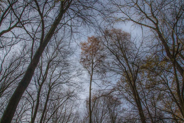 Blick Hinauf Durch Kahle Bäume — Stockfoto