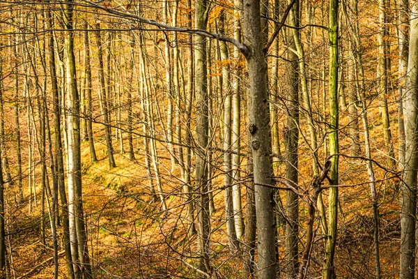 Floresta Alemã Bávara Outono — Fotografia de Stock