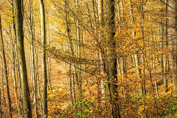 Uma Faia Forrest Início Outono — Fotografia de Stock