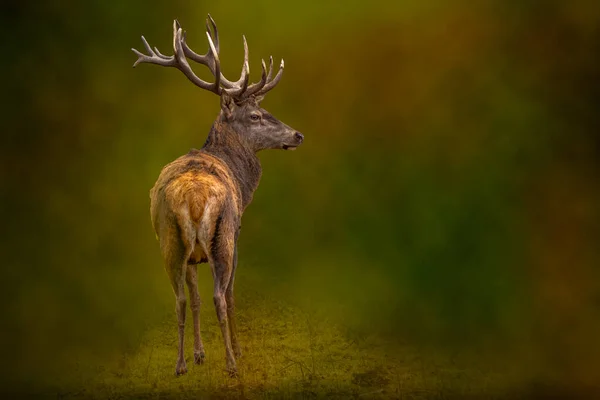 Veado Visto Uma Reserva Vida Selvagem — Fotografia de Stock