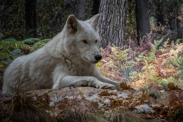 Белый Полярный Волк Лежащий Рядом Кучей Перьев — стоковое фото