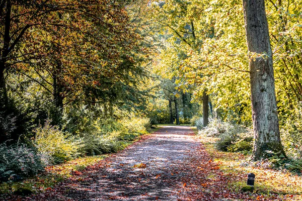 Caminho Através Uma Floresta Outono — Fotografia de Stock