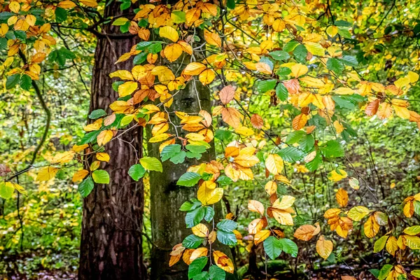 Färgglada Höstlöv Skogen — Stockfoto