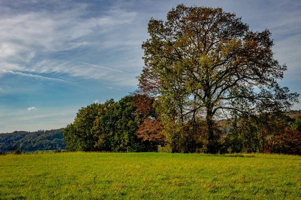 木々や草が立ち並ぶ秋の風景 — ストック写真