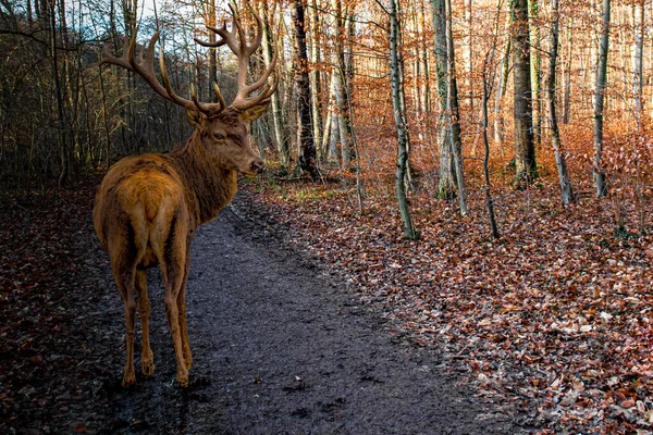 a muddy curved trail through the forest with a stag standing in