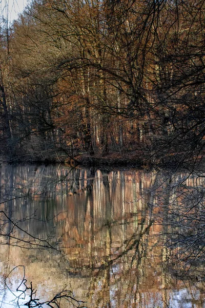 Отражение Кривой Ветки Озере — стоковое фото