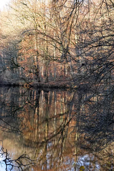 Reflexões Árvores Lago — Fotografia de Stock