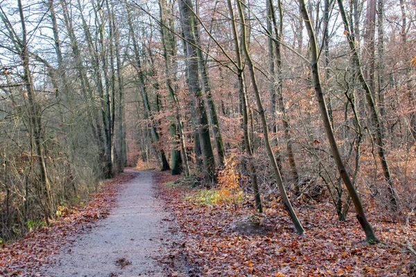 Caminho Através Uma Floresta Colorida Queda — Fotografia de Stock