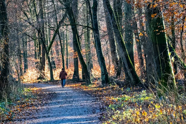 Caminhando Longo Caminho Florestal Curvo — Fotografia de Stock