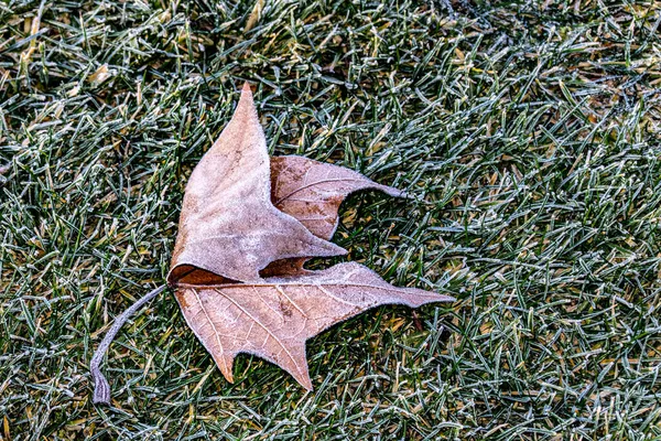 Leaf Grass Covered Frost — Stock Photo, Image
