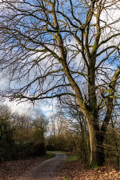 Country Road Going Large Tree — Stock Photo, Image