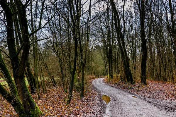 Uma Estrada Terra Enlameada Curva Através Forrest — Fotografia de Stock