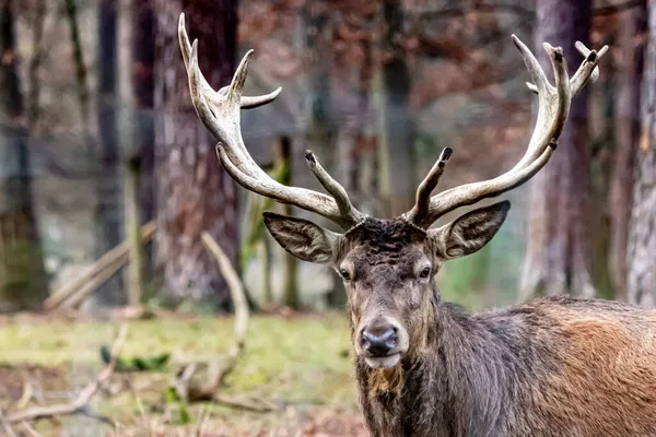 Profiel Van Een Rode Bok Hert — Stockfoto