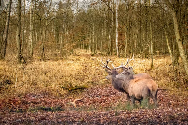 Dos Ciervos Rojos Bosque Europeo — Foto de Stock