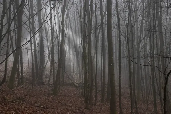 huş ağacı ormanları sisle kaplıdır.