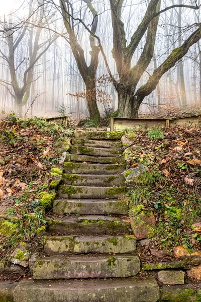 Lépcső Vezet Fel Erdőbe Egy Ködös Napon — Stock Fotó