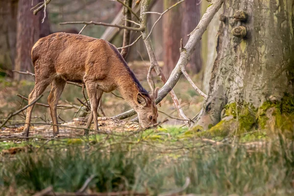 Ciervo Rojo Europeo Único — Foto de Stock