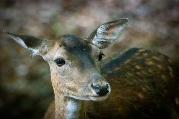 Ein Damhirsch — Stockfoto