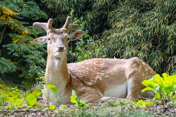 Een Virginia Hert Liggend Het Gras Voor Een Aantal Struiken — Stockfoto