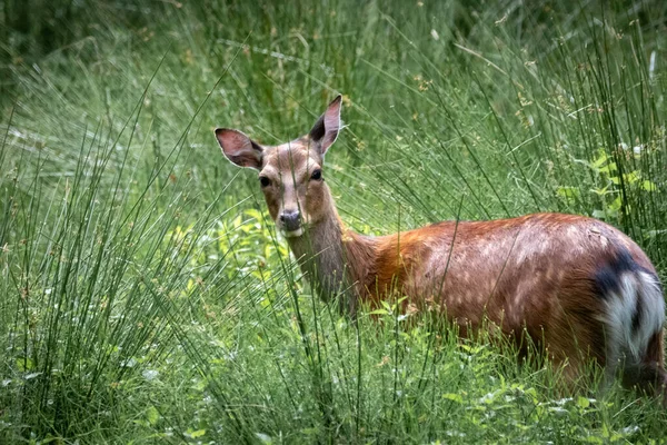 alageyik yakın çekim