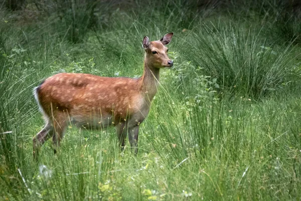 Ein Schöner Damhirsch — Stockfoto