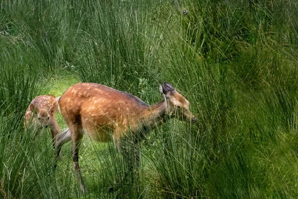 Een Damhert Haar Reetje — Stockfoto