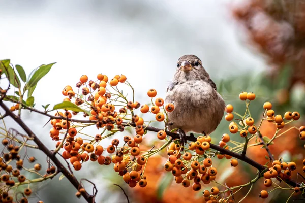 Primer Plano Gorrión Árbol Lleno Fruta — Foto de Stock